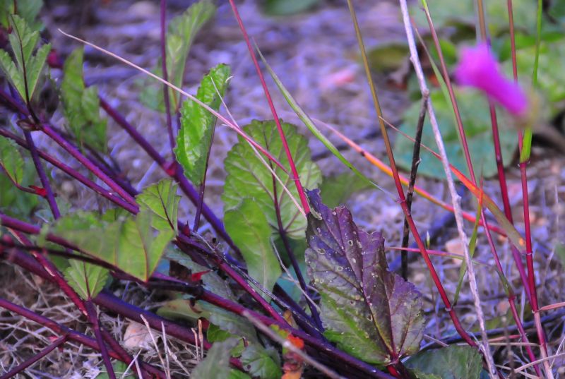 pianta dai fiori rosa acceso - Malope malacoides